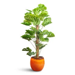 Charlotte Plant Pot - Orange 25 Charlotte Plant Pot - Orange -Hortology Plants Shop Monstera Moss Pole Swiss Cheese Plant Artificial 150cm Charlotte Pot Orange 33x30cm