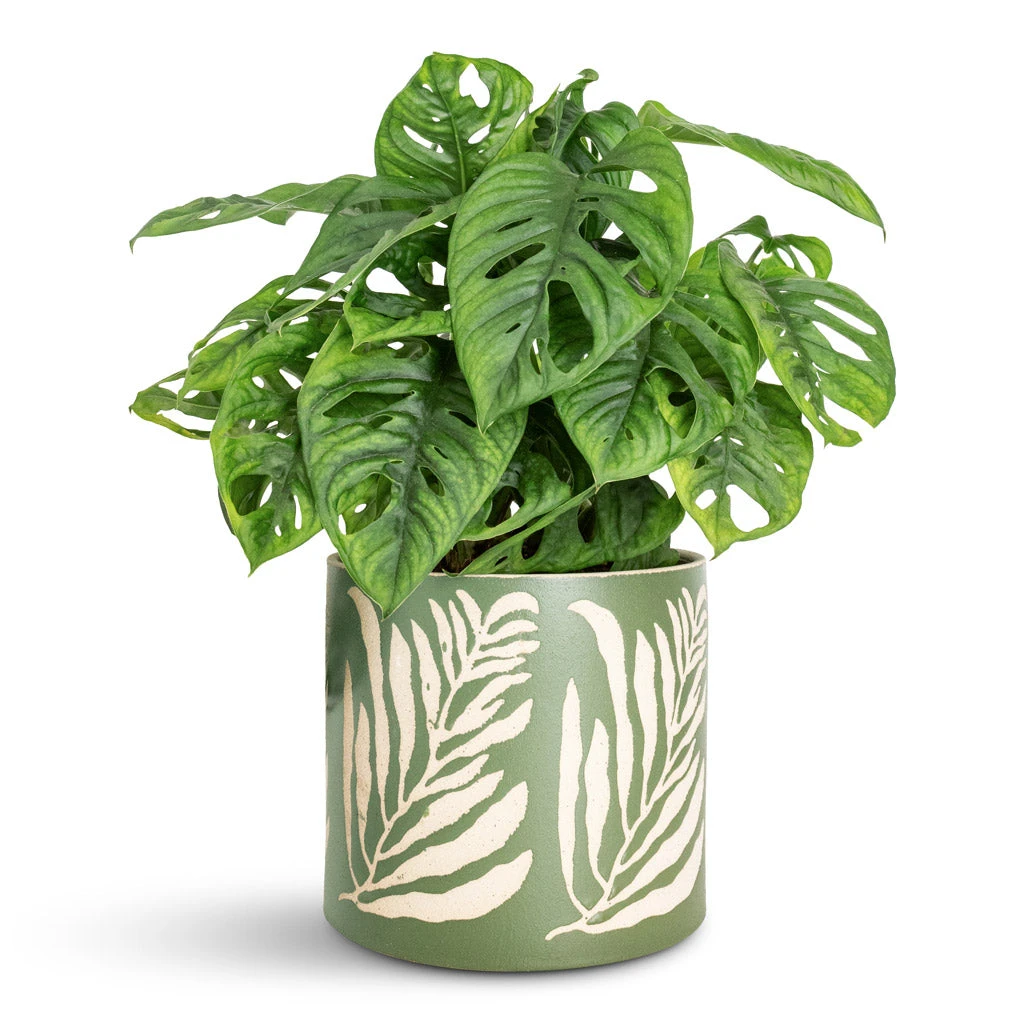 Leaf Plant Pot - Green 6 Leaf Plant Pot - Green - Image 4