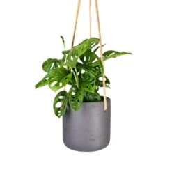 Charlie Hanging Plant Pot - Black Washed 12 Charlie Hanging Plant Pot - Black Washed -Hortology Plants Shop Monstera adansonii Philodendron Monkey Mask 12x30cm Charlie Hanging Plant Pot Black Washed 15x15cm 56acb4f4 05ee 4967 9df7 1177acbc70b3