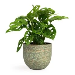 Rinca Plant Pot - Shiny Green 29 Rinca Plant Pot - Shiny Green -Hortology Plants Shop Monstera adansonii Philodendron Monkey Mask 12x30cm Rinca Plant Pot Shiny Green 15x13cm a0d93f29 fca2 4fc7 9a04 7efc1c1ddf96