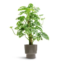 Aries Handles Plant Pot - Charcoal 18 Aries Handles Plant Pot - Charcoal -Hortology Plants Shop Monstera adansonii Philodendron Monkey Mask Moss Pole 16x60cm Aries Handles Plant Pot Charcoal 19x20cm e5b3044e fe7b 42b2 be99 1af44f34a556