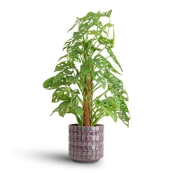 Stian Plant Pot - Lavender Candy -Hortology Plants Shop Monstera adansonii Philodendron Monkey Mask Moss Pole 16x60cm Stian Plant Pot Deep Lavendr 21x20cm