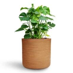 Monstera Deliciosa - HydroCare 39 Monstera Deliciosa - HydroCare -Hortology Plants Shop Monstera deliciosa HydroCare Dune Cylinder Planter Almond