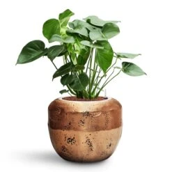 Monstera Deliciosa - HydroCare 40 Monstera Deliciosa - HydroCare -Hortology Plants Shop Monstera deliciosa HydroCare Opus Raw Couple Planter Gold