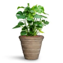 Treasure Selena Planter - Chalk Beige -Hortology Plants Shop Monstera deliciosa HydroCare Treasure Selena Planter Chalk Beige 50a11016 4d83 40cf 88d7 568c5e42d6d0