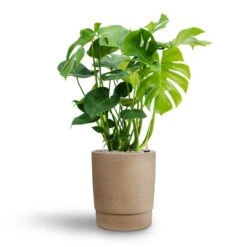 Monstera Deliciosa - HydroCare 28 Monstera Deliciosa - HydroCare -Hortology Plants Shop Monstera deliciosa Hydroculture Chao Plant Pot Concrete