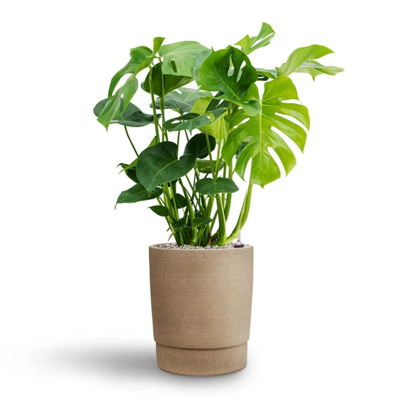 Monstera Deliciosa - HydroCare 9 Monstera Deliciosa - HydroCare - Image 7