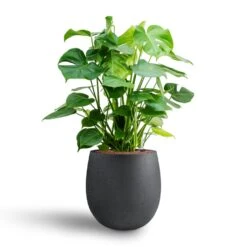 Monstera Deliciosa - HydroCare 32 Monstera Deliciosa - HydroCare -Hortology Plants Shop Monstera deliciosa Hydroculture Grigio Balloon Plant Pot Anthracite Concrete 2