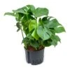 Monstera Deliciosa - HydroCare -Hortology Plants Shop Monstera deliciosa Hydroculture Indoor Plant