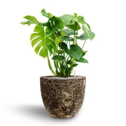 Monstera Deliciosa - HydroCare 30 Monstera Deliciosa - HydroCare -Hortology Plants Shop Monstera deliciosa Hydroculture Lava Couple Relic Planter Black