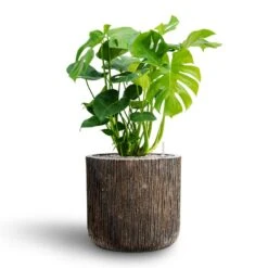 Monstera Deliciosa - HydroCare 27 Monstera Deliciosa - HydroCare -Hortology Plants Shop Monstera deliciosa Hydroculture Luxe Lite Waterfall Cylinder Planter Bronze