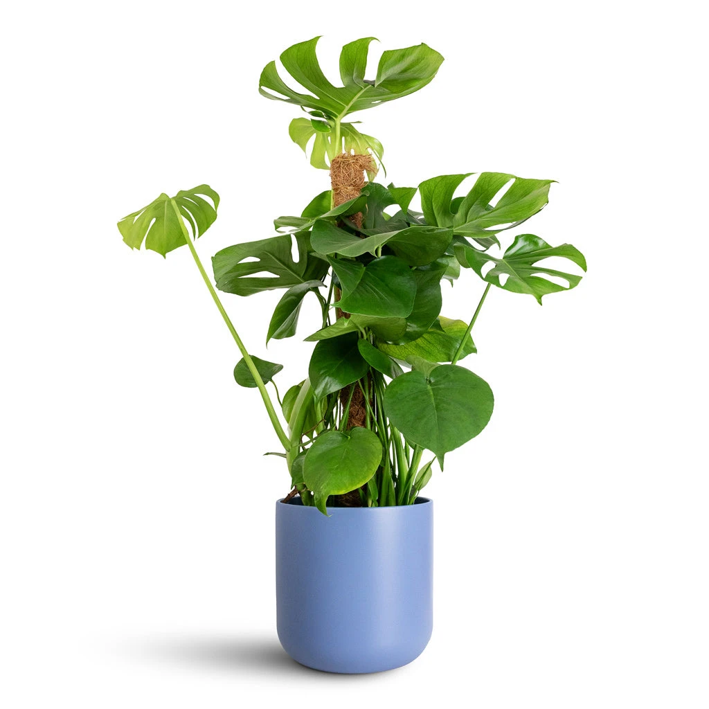 Lisbon Plant Pot - Powder Blue 10 Lisbon Plant Pot - Powder Blue - Image 8