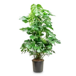 Monstera Deliciosa - Swiss Cheese Plant - Moss Pole 33 Monstera Deliciosa - Swiss Cheese Plant - Moss Pole -Hortology Plants Shop Monstera deliciosa Moss Pole 32x160cm