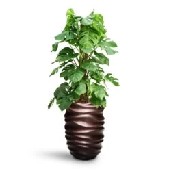 Monstera Deliciosa - Moss Pole - HydroCare -Hortology Plants Shop Monstera deliciosa Moss Pole HydroCare Gradient Lee Partner Planter Matt Coffee