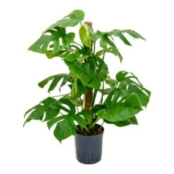 Monstera Deliciosa - Moss Pole - HydroCare -Hortology Plants Shop Monstera deliciosa Moss Pole Indoor Plant Hydroculture 18 19x90cm