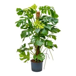 Monstera Deliciosa - Moss Pole - HydroCare -Hortology Plants Shop Monstera deliciosa Moss Pole Indoor Plant Hydroculture 25 19x130cm