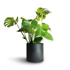 Puk Natural Planter - Matt Black -Hortology Plants Shop Monstera deliciosa Swiss Cheese Plant 21x70cm Puk Natural Planter Matt Black 25x25cm