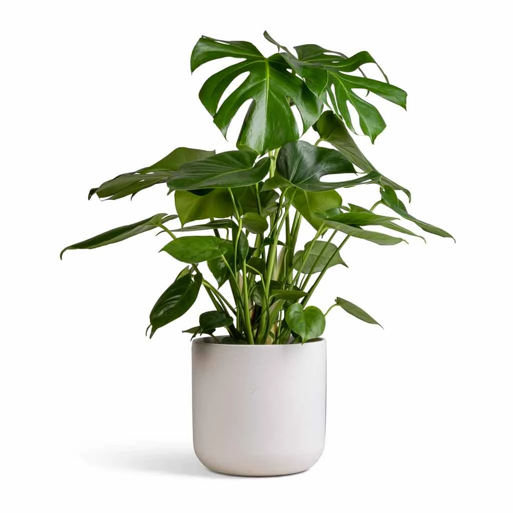 Lisbon Plant Pot - White 9 Lisbon Plant Pot - White - Image 7