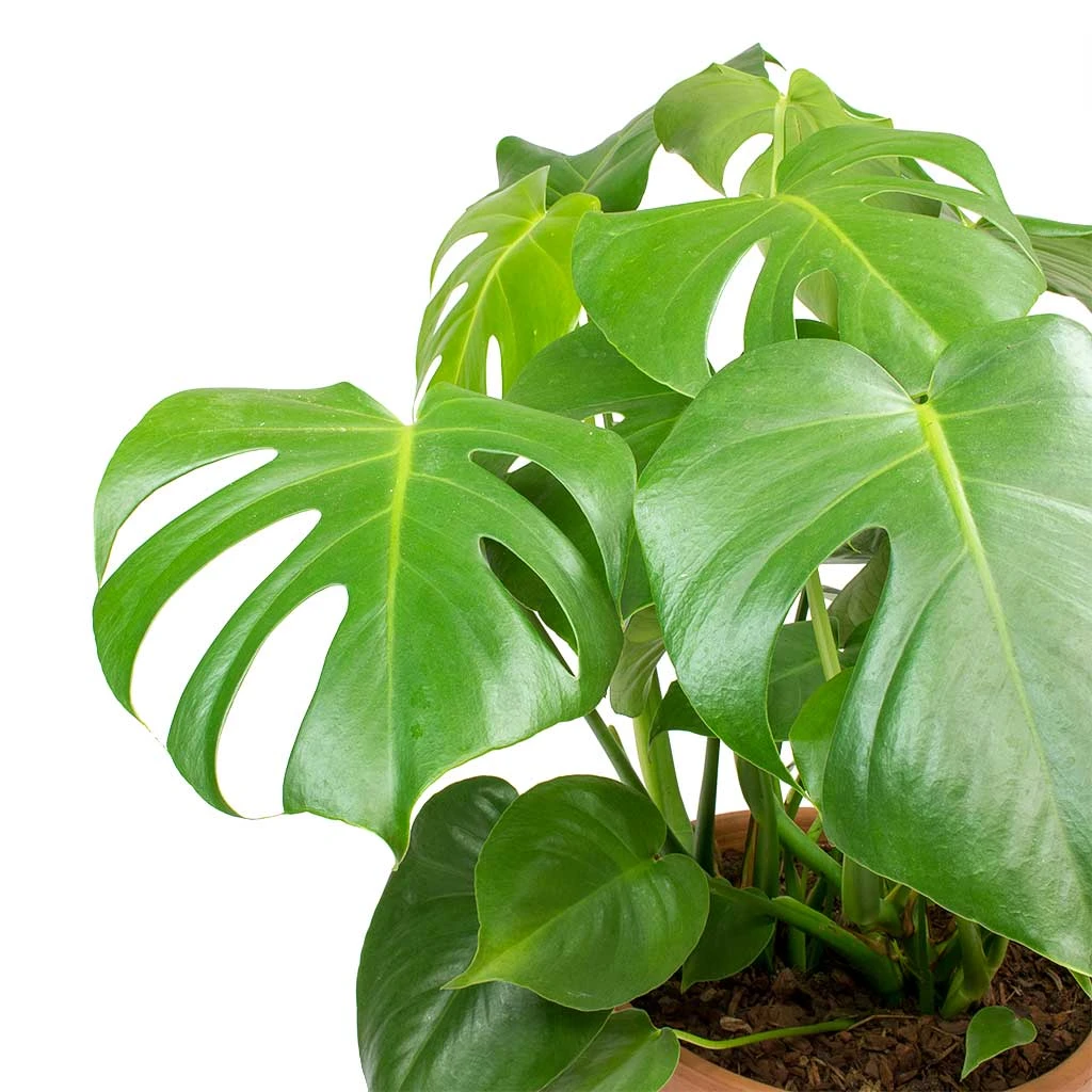 Monstera Deliciosa - HydroCare 5 Monstera Deliciosa - HydroCare - Image 3
