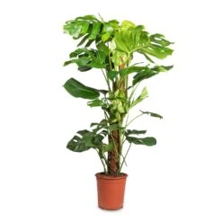 Monstera Deliciosa - Swiss Cheese Plant - Moss Pole 23 Monstera Deliciosa - Swiss Cheese Plant - Moss Pole -Hortology Plants Shop Monstera deliciosa Swiss Cheese Plant Moss Pole 24x110cm