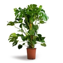 Monstera Deliciosa - Swiss Cheese Plant - Moss Pole 21 Monstera Deliciosa - Swiss Cheese Plant - Moss Pole -Hortology Plants Shop Monstera deliciosa Swiss Cheese Plant Moss Pole 27x120cm 1