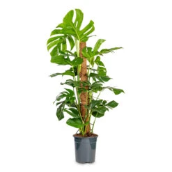 Monstera Deliciosa - Swiss Cheese Plant - Moss Pole 26 Monstera Deliciosa - Swiss Cheese Plant - Moss Pole -Hortology Plants Shop Monstera deliciosa Swiss Cheese Plant Moss Pole 27x120cm