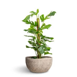 Monstera Deliciosa - Swiss Cheese Plant - Moss Pole 28 Monstera Deliciosa - Swiss Cheese Plant - Moss Pole -Hortology Plants Shop Monstera deliciosa Swiss Cheese Plant Moss Pole 27x120cm Hunter Mountain Planter Granite Grey 60x34x29cm