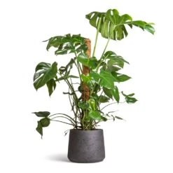Monstera Deliciosa - Swiss Cheese Plant - Moss Pole 25 Monstera Deliciosa - Swiss Cheese Plant - Moss Pole -Hortology Plants Shop Monstera deliciosa Swiss Cheese Plant Moss Pole 27x120cm Patt Plant Pot Black Washed 34x29cm