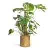 Monstera Deliciosa - Swiss Cheese Plant - Moss Pole -Hortology Plants Shop Monstera deliciosa Swiss Cheese Plant Moss Pole 27x120cm Zayn Bamboo Planter 31.5x33cm 2