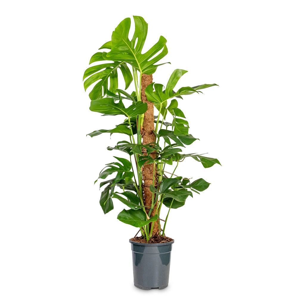 Monstera Deliciosa - Swiss Cheese Plant - Moss Pole 10 Monstera Deliciosa - Swiss Cheese Plant - Moss Pole - Image 8