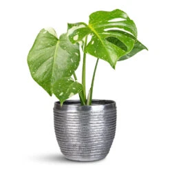 Elise Metal Plant Pot - Lead 19 Elise Metal Plant Pot - Lead -Hortology Plants Shop Monstera deliciosa Variegated Swiss Cheese Plant 12x30cm Elise Metal Pot Lead 17x15cm 1