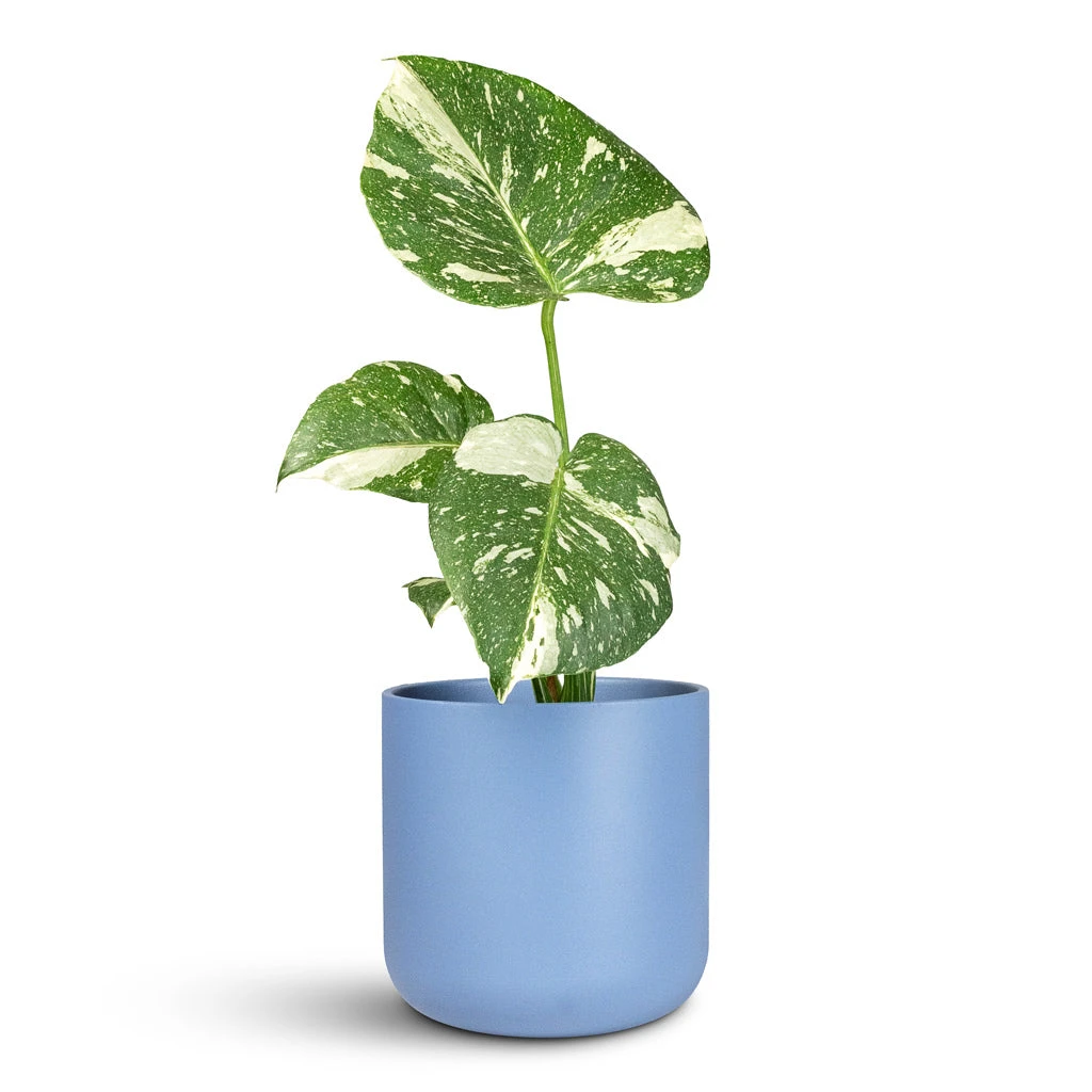 Lisbon Plant Pot - Powder Blue 7 Lisbon Plant Pot - Powder Blue - Image 5