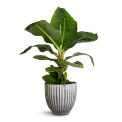 Musa Dwarf Cavendish - Banana Plant -Hortology Plants Shop Musa Dwarf Cavendish Banana Plant 17x50cm Lagos Plant Pot Anthracite 20x20cm