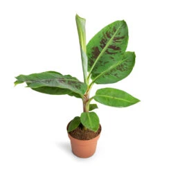 Musa Dwarf Cavendish - Banana Plant -Hortology Plants Shop Musa Dwarf Cavendish Banana Plant 17x60cm 2