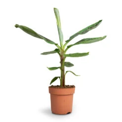 Musa Dwarf Cavendish - Banana Plant -Hortology Plants Shop Musa Dwarf Cavendish Banana Plant 17x60cm