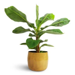 Musa Dwarf Cavendish - Banana Plant -Hortology Plants Shop Musa Dwarf Cavendish Banana Plant 17x60cm Babet Plant Pot Camel 21x18cm
