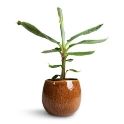 Musa Dwarf Cavendish - Banana Plant -Hortology Plants Shop Musa Dwarf Cavendish Banana Plant 17x60cm Mischa Plant Pot Caramel 24x22cm