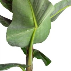 Musa Dwarf Cavendish - Banana Plant -Hortology Plants Shop Musa Dwarf Cavendish Banana Plant Folded Leaf