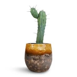 Lindy Plant Pot - Ochre 33 Lindy Plant Pot - Ochre -Hortology Plants Shop Myrtillocactus Geometrizans Blue Myrtle Cactus Lindy Plant Pot Ochre 23x20cm 3110c197 69a7 46c5 ac4e 4f3dee118d6e