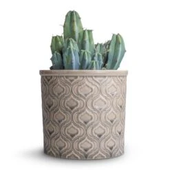 Venetian Plant Pot - Grey -Hortology Plants Shop Myrtillocactus geometrizans Blue Myrtle Cactus 12x20cm Venetian Plant Pot Grey 16x14cm 37557fbc c6a9 4d6f 8001 89a44c06982d