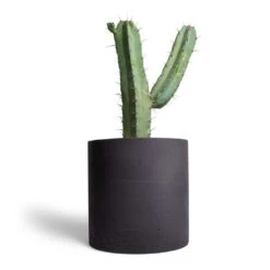 Puk Plant Pot - Black Washed 24 Puk Plant Pot - Black Washed -Hortology Plants Shop Myrtillocactus geometrizans Blue Myrtle Cactus 17x50cm Puk Plant Pot Black Washed 25x25cm 1559f7f3 af2f 4222 8eaa 521daa724c38