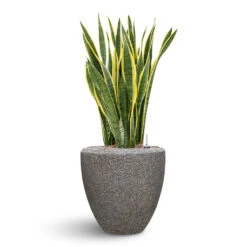 Naturescast Couple Planter - Grey 11 Naturescast Couple Planter - Grey -Hortology Plants Shop Naturescast Couple Planter Grey Sanseveria