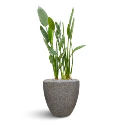 Naturescast Couple Planter - Grey 12 Naturescast Couple Planter - Grey -Hortology Plants Shop Naturescast Couple Planter Grey Stelitzia