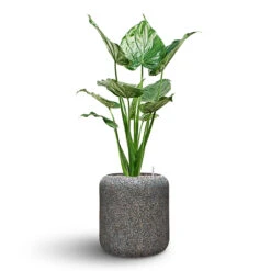 Naturescast Cylinder Planter - Grey 14 Naturescast Cylinder Planter - Grey -Hortology Plants Shop Naturescast Cylinder Planter Alocasia
