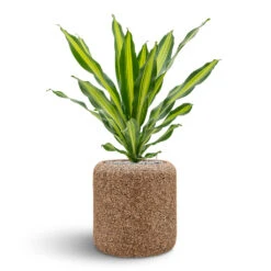 Naturescast Cylinder Planter - Natural -Hortology Plants Shop Naturescast Cylinder Planter Burley