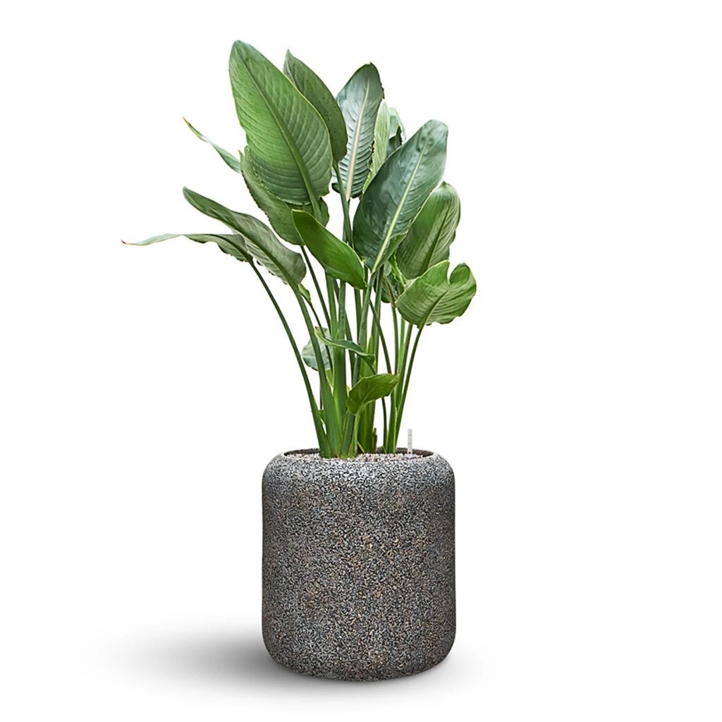 Naturescast Cylinder Planter - Grey 7 Naturescast Cylinder Planter - Grey - Image 5