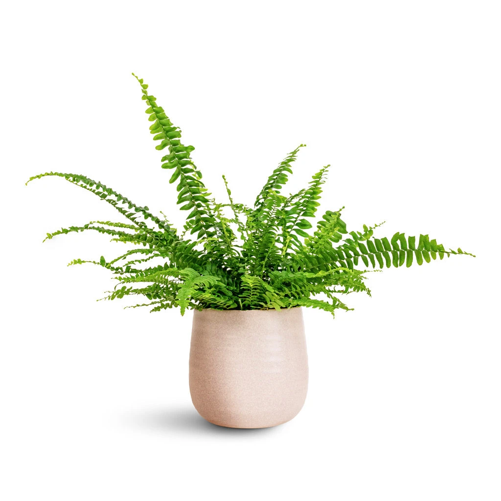 Celeste Plant Pot - Dusky Pink 8 Celeste Plant Pot - Dusky Pink - Image 6