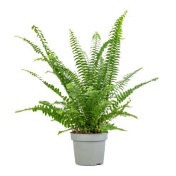 Nephrolepis Exaltata Bostoniensis - Boston Fern 26 Nephrolepis Exaltata Bostoniensis - Boston Fern -Hortology Plants Shop Nephrolepis exaltata Bostoniensis Boston Fern 12x30cm 2
