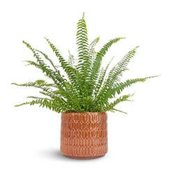 Nephrolepis Exaltata Bostoniensis - Boston Fern 30 Nephrolepis Exaltata Bostoniensis - Boston Fern -Hortology Plants Shop Nephrolepis exaltata Bostoniensis Boston Fern 12x30cm Flor Plant Pot Orange 17x15cm