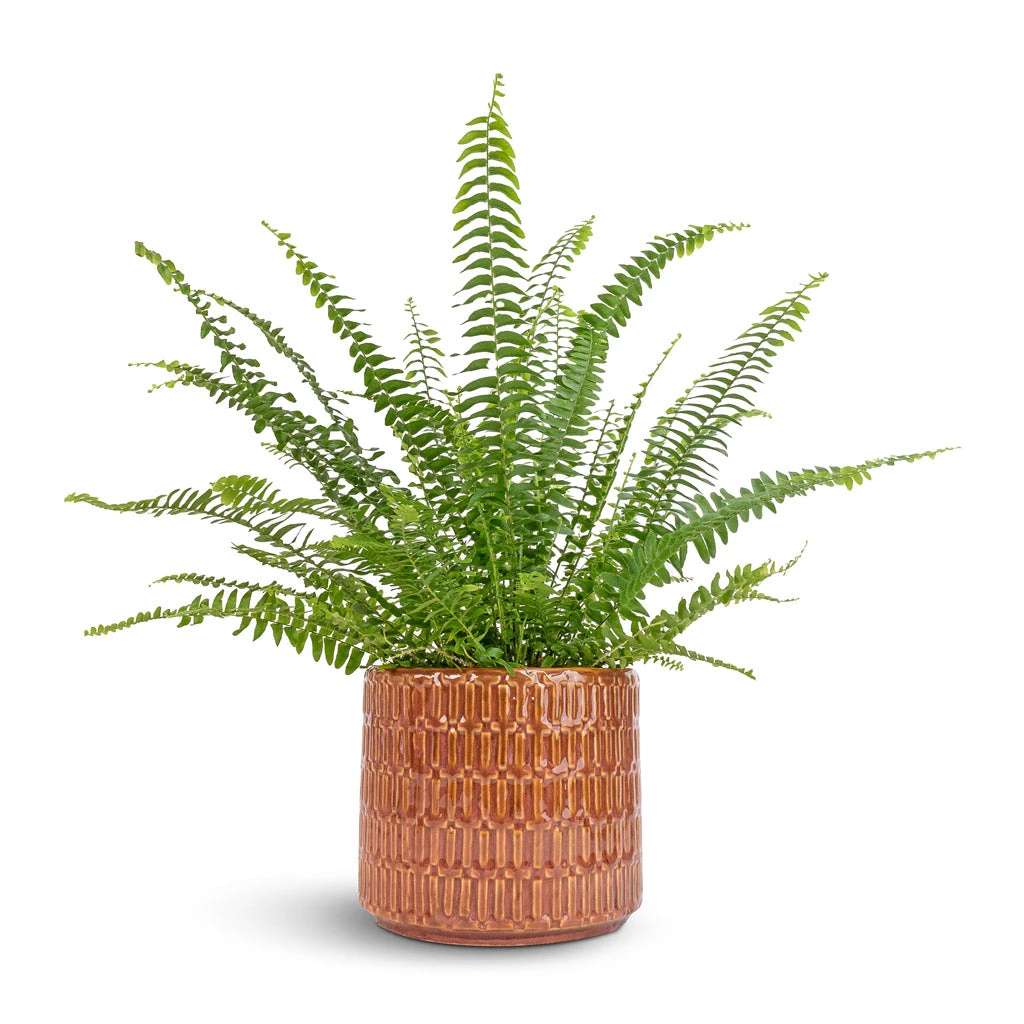 Nephrolepis Exaltata Bostoniensis - Boston Fern 11 Nephrolepis Exaltata Bostoniensis - Boston Fern - Image 9